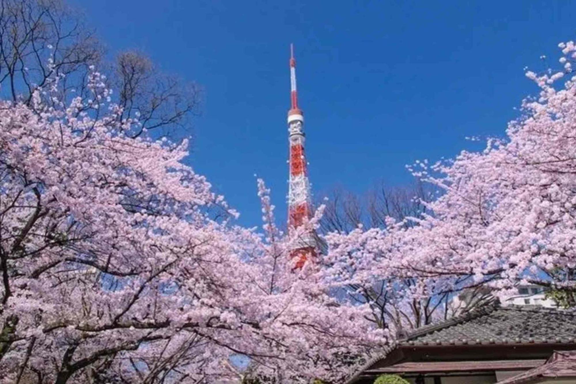 Five Room 120 Sky Tree Sensoji Freeparking 1292Sqft Tóquio Exterior foto